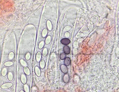 Ascobolus hawaiiensis