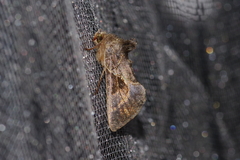 Chrysodeixis heberachis