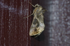 Chrysodeixis heberachis