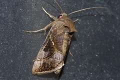 Chrysodeixis heberachis