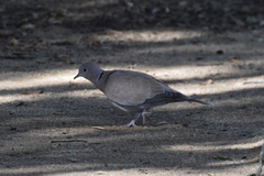 Streptopelia decaocto