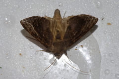 Chrysodeixis heberachis