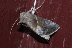 Chrysodeixis heberachis
