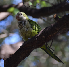 Myiopsitta monachus