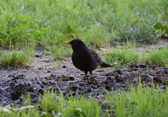 Turdus merula