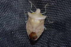 Amblycara gladiatoria