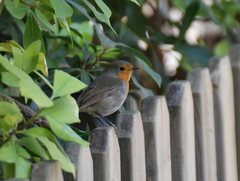 Erithacus rubecula