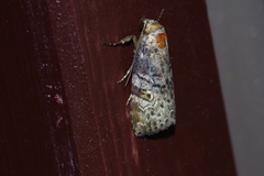 Bryophilina mollicula