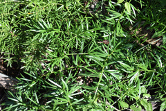 Asparagus densiflorus