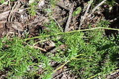 Asparagus densiflorus