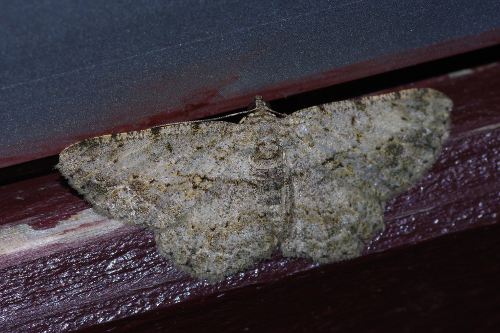 Psilalcis breta