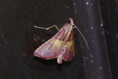 Endotricha olivacealis