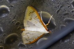 Palpita homalia