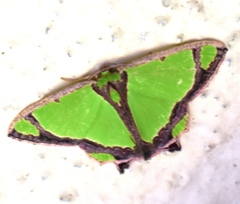 Agathia laetata
