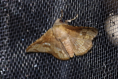 Canaea ryukyuensis