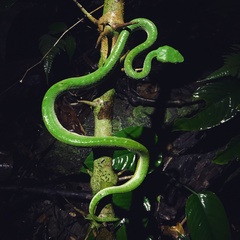 Trimeresurus vogeli