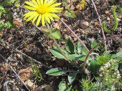 Haplocarpha lyrata