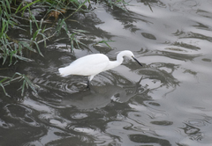Egretta garzetta