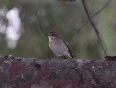 Ficedula hypoleuca