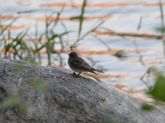 Ficedula hypoleuca