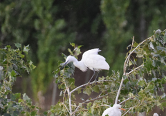 Egretta garzetta