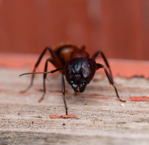 iNaturalist observation photo of Bicolored Carpenter Ant