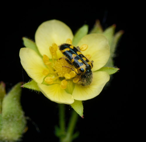 iNaturalist observation photo of Ornate Checkered Beetle