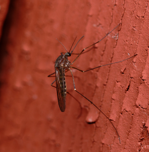 iNaturalist observation photo of Culicine Mosquitoes