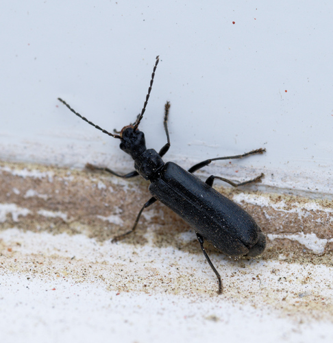 iNaturalist observation photo of Podabrini