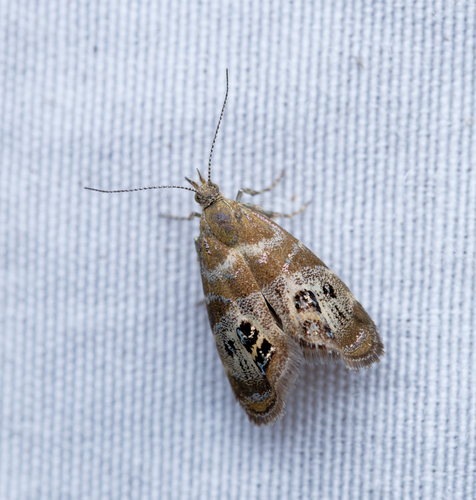 iNaturalist observation photo of Metalmark Moths