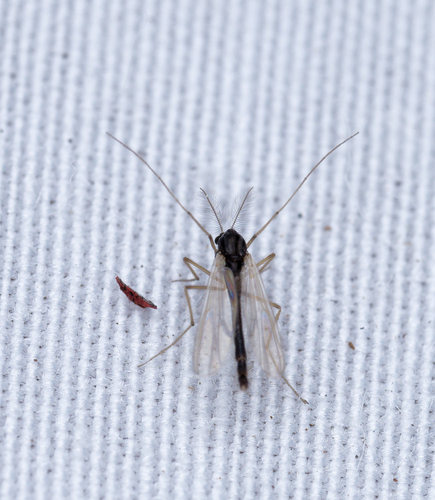 iNaturalist observation photo of Polypedilum