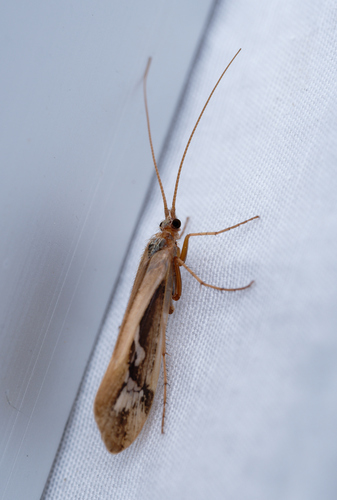 iNaturalist observation photo of Limnephilini