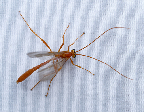 iNaturalist observation photo of Ophion