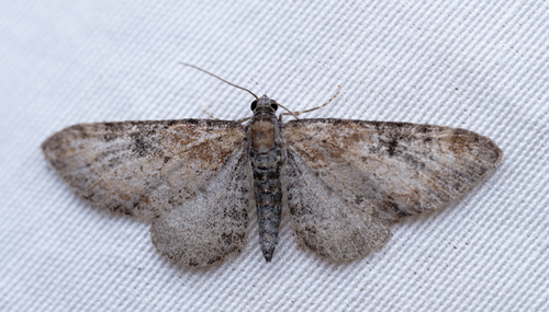 iNaturalist observation photo of Pug Moths