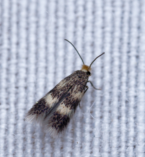 iNaturalist observation photo of Pygmy Eye-capped Moths