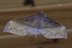 Ischyja manlia