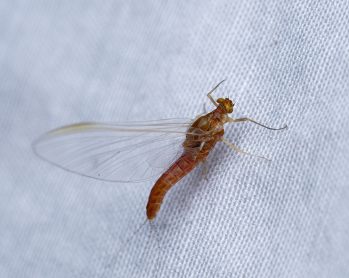 iNaturalist observation photo of Mayflies