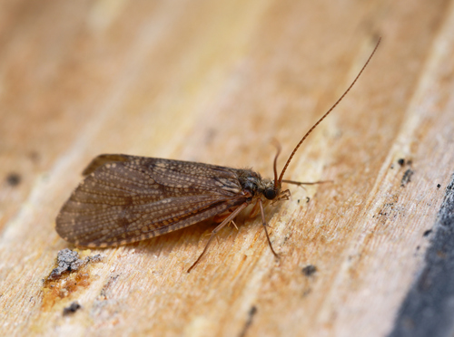 iNaturalist observation photo of Caddisflies