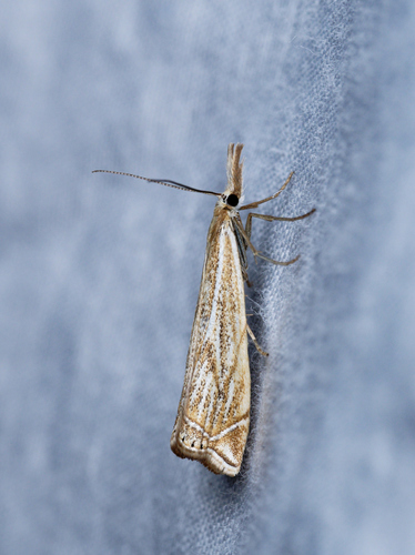 iNaturalist observation photo of Grass-Veneers