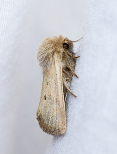 iNaturalist observation photo of Spilosoma