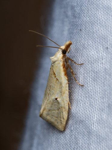 iNaturalist observation photo of Phtheochroa