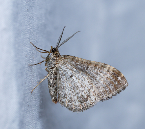iNaturalist observation photo of Carpet Moths