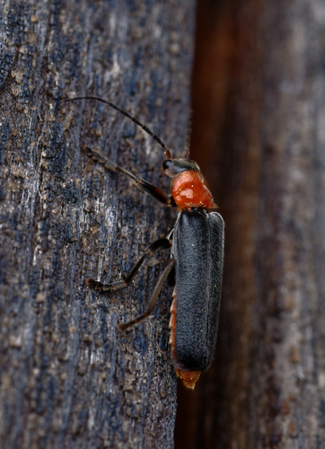 iNaturalist observation photo of Cantharis