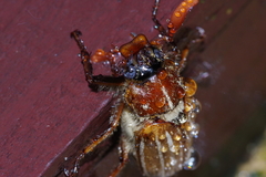 Polyphylla schoenfeldti