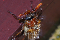 Polyphylla schoenfeldti