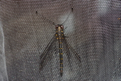 Suphalomitus okinavensis