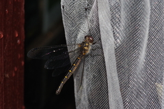 Suphalomitus okinavensis