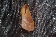 Dendrolimus okinawanus