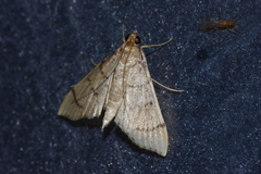 Omiodes decisalis