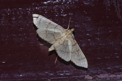 Omiodes decisalis
